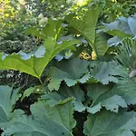 W Karkonoszach Przesieka