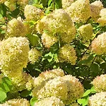 W Karkonoszach Horská chata Przesieka