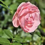 W Karkonoszach Przesieka