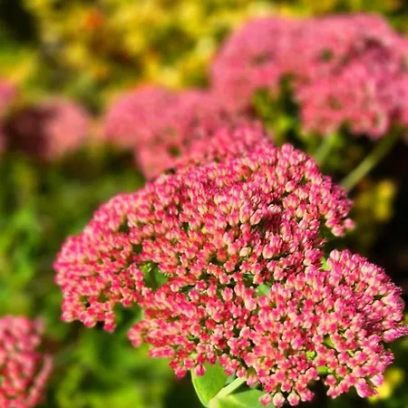 샬레 W Karkonoszach *