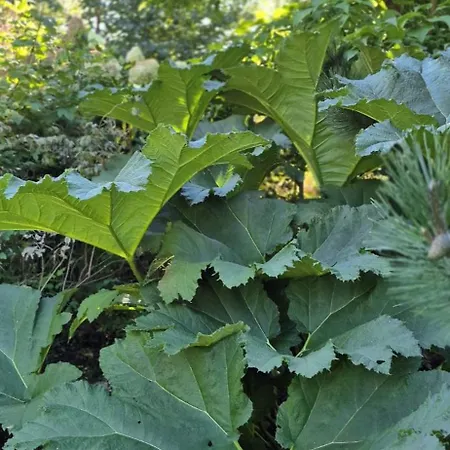 W Karkonoszach 셰시에카