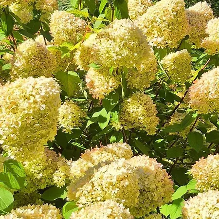 W Karkonoszach Horská chata Przesieka