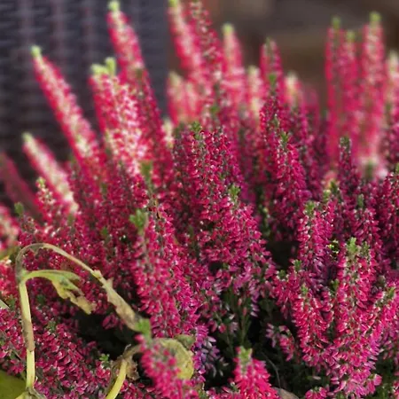 W Karkonoszach Horská chata Przesieka