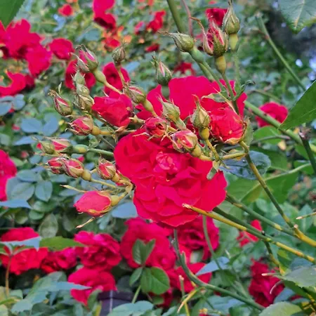 W Karkonoszach Przesieka