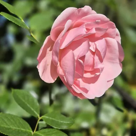 W Karkonoszach 셰시에카