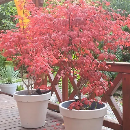 W Karkonoszach 샬레 *