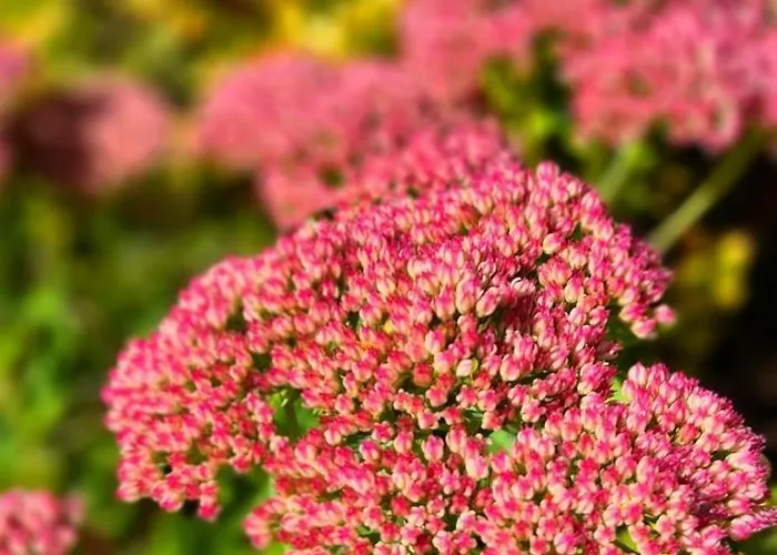 Domek alpejski W Karkonoszach *