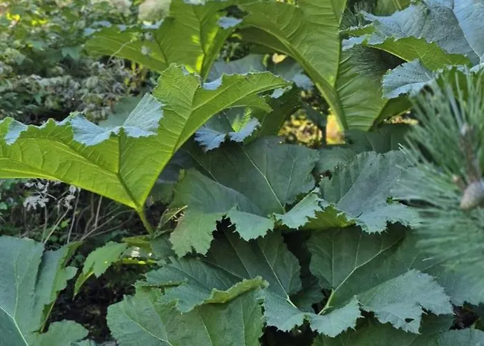 W Karkonoszach Przesieka