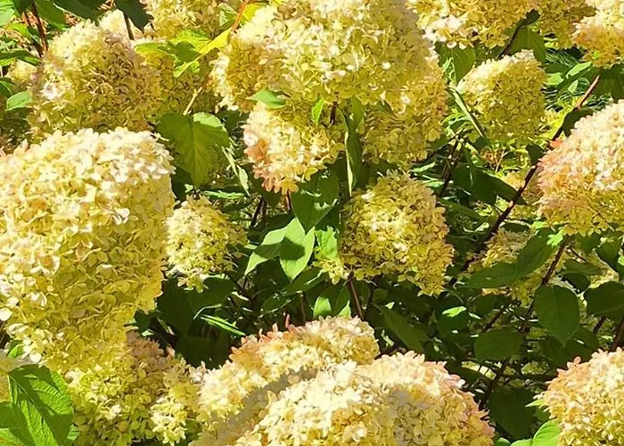 W Karkonoszach Domek alpejski Przesieka