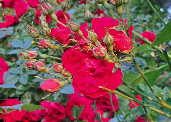 W Karkonoszach Przesieka