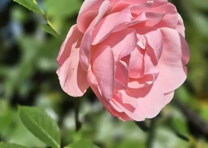 W Karkonoszach Przesieka